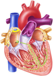 1. The cardiac cycle begins at the SA (sinoatrial) node located in the sulcus terminalis between the superior vena cava and the right atrium.